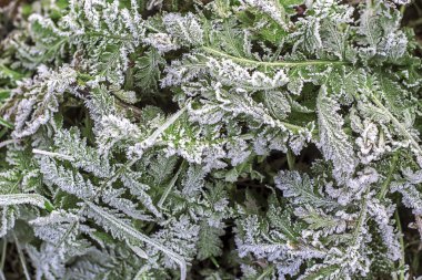 Karlı bitkiler, yakın çekim, kış manzarası