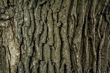 Eski ağaç kabuğu arkaplanı