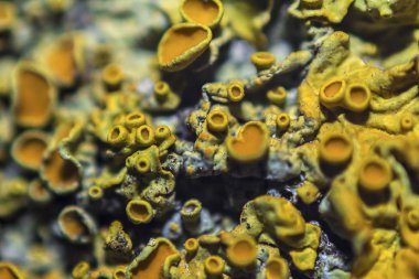 Tree trunk with lichen fungus , closeup