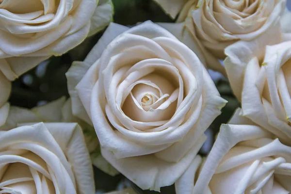 Detailní Záběr Bílých Růží — Stock fotografie