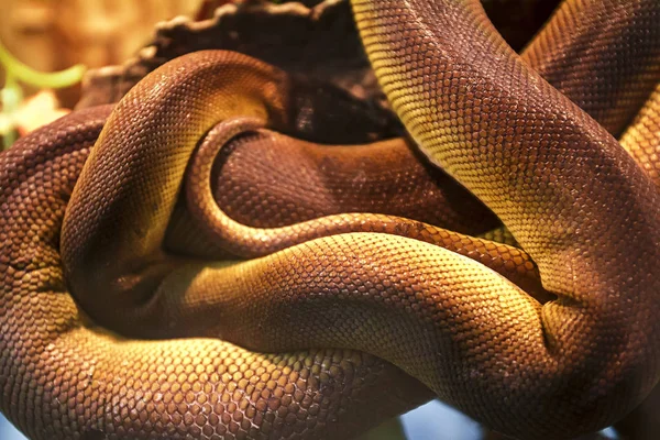 Serpent Sur Table Reptile Dans Zoo — Photo