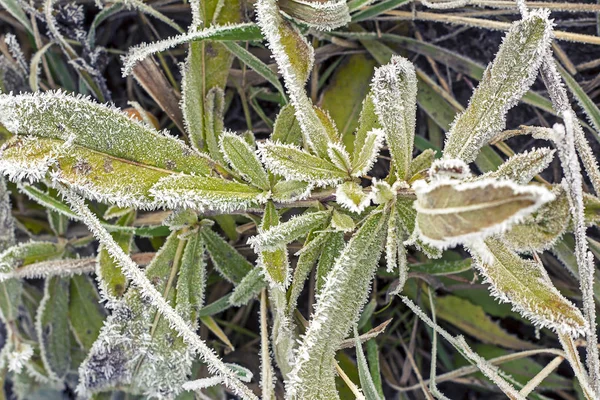 Snowy Plants Closeup Winter Landscape — 스톡 사진