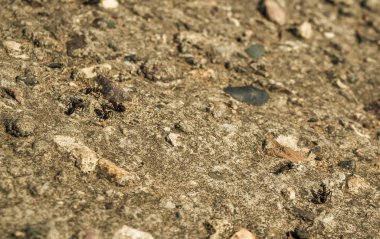 Sahildeki karıncalar