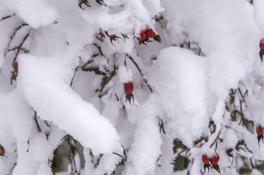 Ağacın karlı dalları, kış manzarası