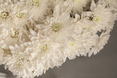 kasımpatı çiçekleri beyaz zemin üzerine