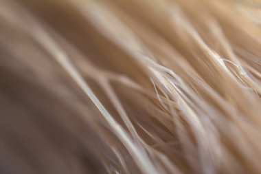 makro fotoğraf atı pürüzlü saçlar parlak bej