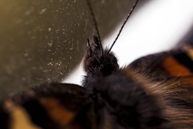 Bir kelebeğe yakın çekim, makro