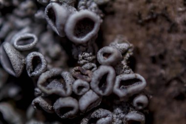Tree trunk with lichen fungus , closeup