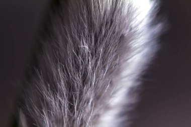 Spring Willow şubesi, yakın plan.