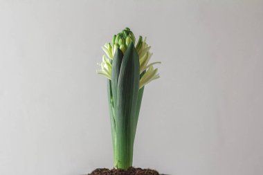 blossoming young geocint with green leaves