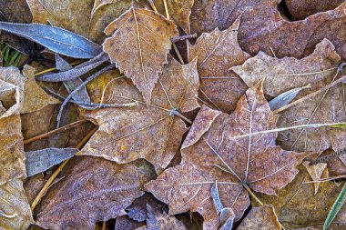 Düşen akçaağaç yaprakları