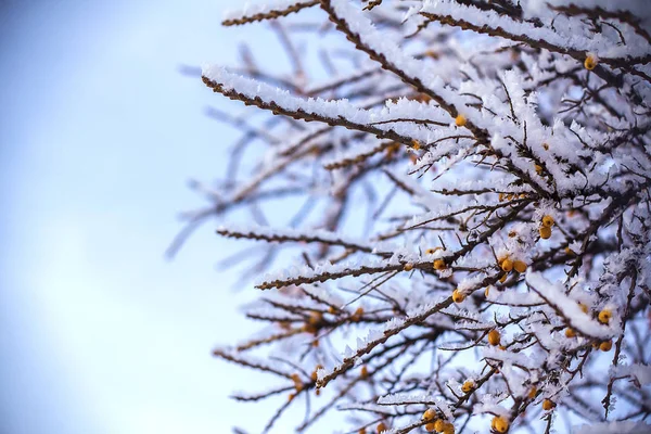 Verschneite Zweige Des Baumes Winterlandschaft — Stockfoto