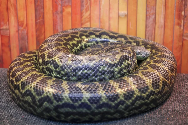 テーブルの上のヘビ動物園の爬虫類 — ストック写真