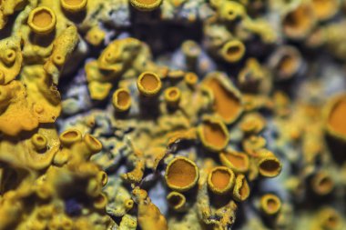 Tree trunk with lichen fungus , closeup