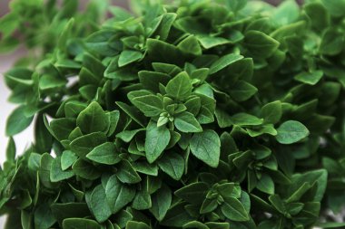 bir grup yeşil yaprak arka plan