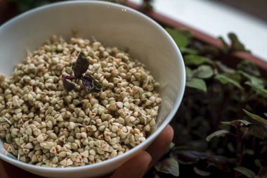 Bir kasede çiğ karabuğday.