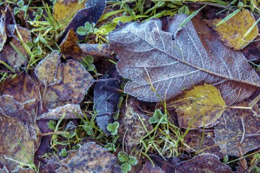 Sonbahar yaprakları donuyor
