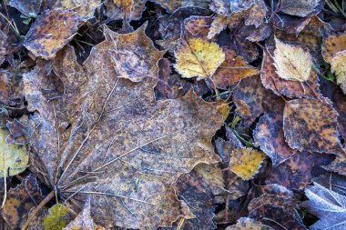 Sonbahar yaprakları donuyor
