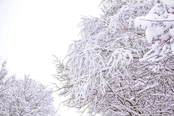 Verschneite Zweige Des Baumes Winterlandschaft — Stockfoto