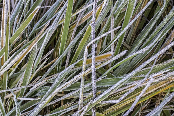 Snowy Plants Closeup Winter Landscape — 스톡 사진