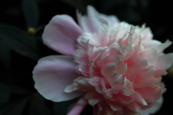 Beautiful Peony Flower Background — Stock Photo, Image