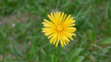 Sarı çiçek, makro, video