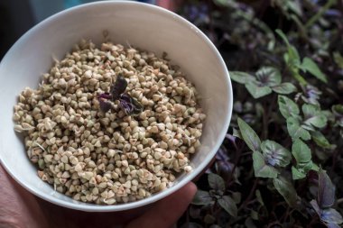 Bir kasede çiğ karabuğday.