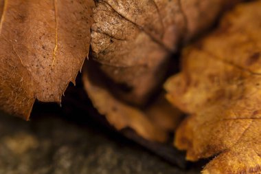 Yerdeki kuru yapraklar.