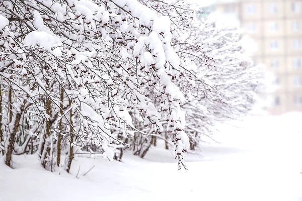 Χιονισμένα Κλαδιά Δέντρων Χειμερινό Τοπίο — Φωτογραφία Αρχείου