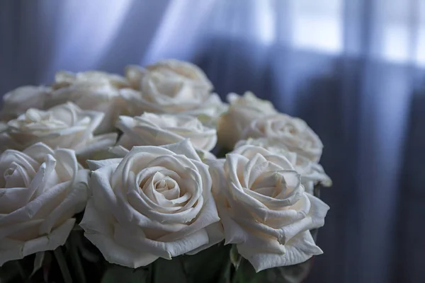 White Roses Dark Room — Stock Photo, Image