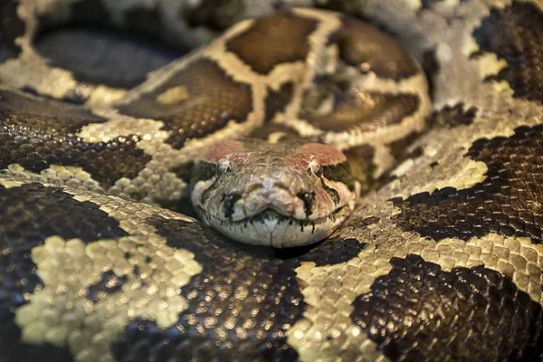 Serpent Sur Table Reptile Dans Zoo — Photo