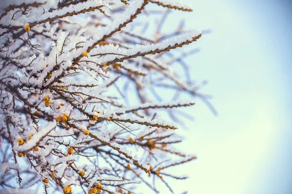 Verschneite Äste Einem Frostigen Morgen — Stockfoto