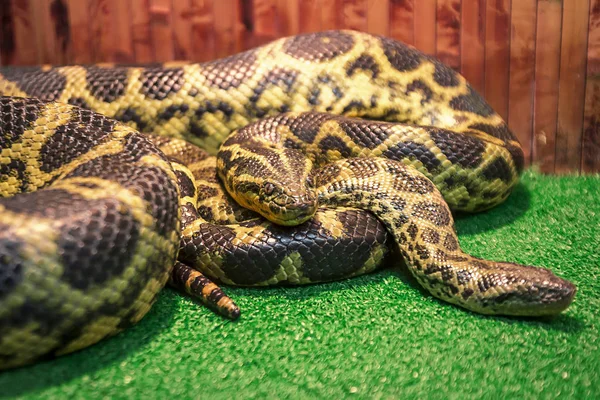 Serpent Sur Table Reptile Dans Zoo — Photo