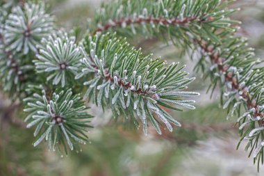 Donmuş yeşil çam ağacı