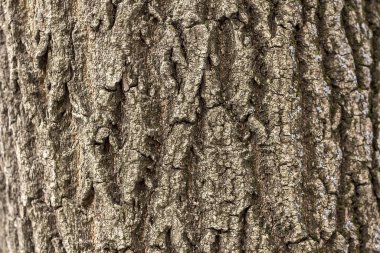 Eski ağaç kabuğu arkaplanı