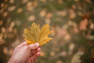 bahçede sonbahar akçaağaç yaprakları