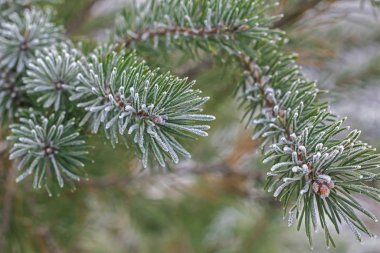 Donmuş yeşil çam ağacı