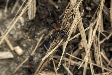 Ormandaki karıncalar