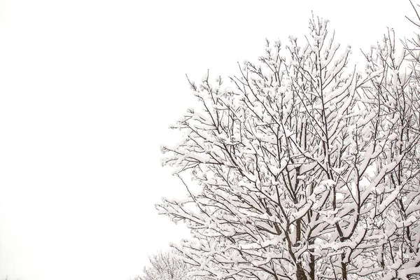 Ramas Nevadas Árboles Paisaje Invernal —  Fotos de Stock