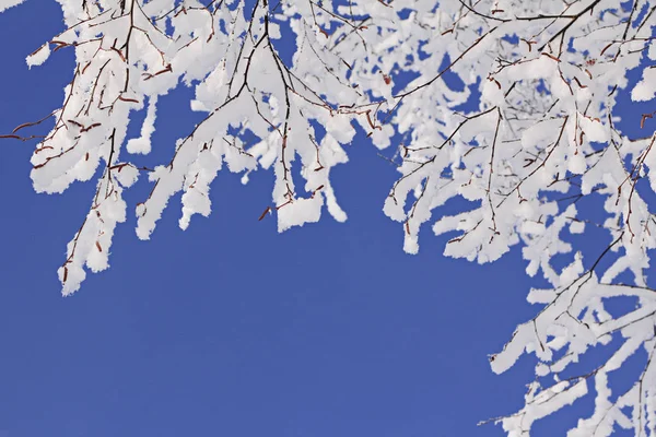 Schneereiche Zweige Eines Baumes Gegen Blauen Himmel — Stockfoto