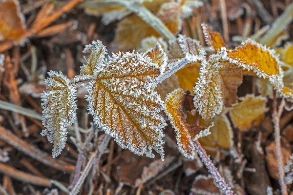 Snowy Plants Closeup Winter Landscape — Stock Photo, Image