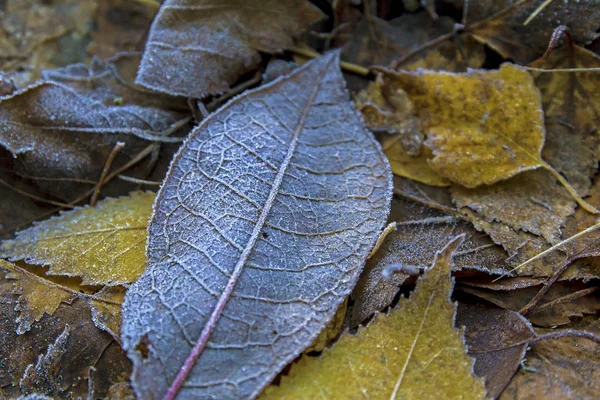 Опавшие Осенние Листья Морозом — стоковое фото