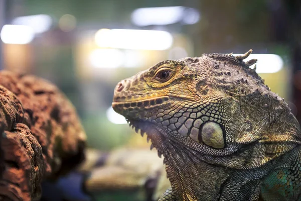 Iguana Green Background — Stock Photo, Image