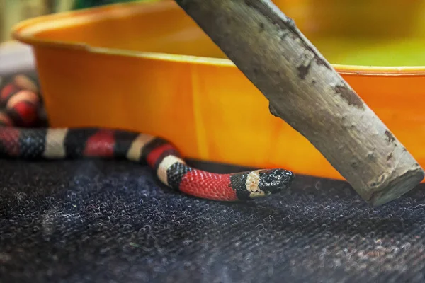 Serpent Sur Table Reptile Dans Zoo — Photo