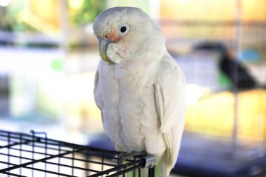 Tropikal kuş papağanı