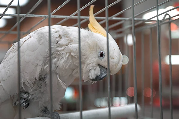 Tropisk Fågel Vit Papegoja Royaltyfria Stockfoton