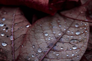 Çiğ damlaları ile sonbahar yaprakları