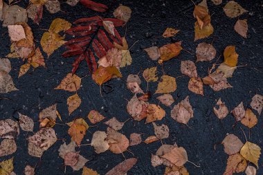 Background asphalt with autumn leaves