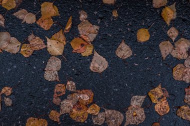 Background asphalt with autumn leaves