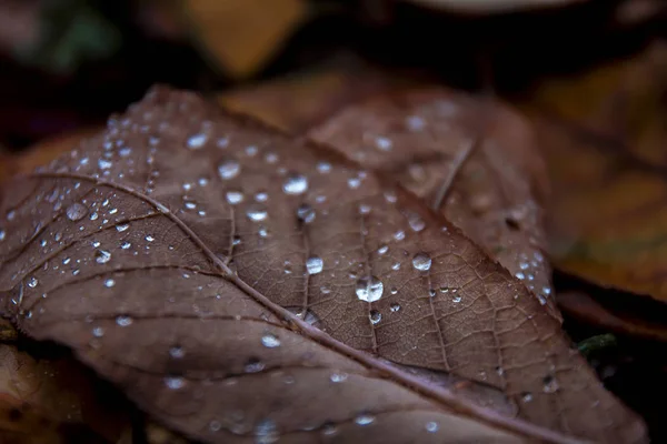 Осенние Листья Капельками Росы — стоковое фото